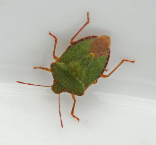 Palomena prasina